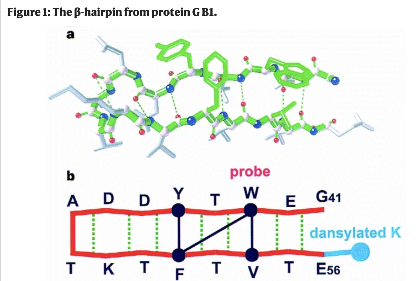 Folding Dynamics of Beta-Hairpin