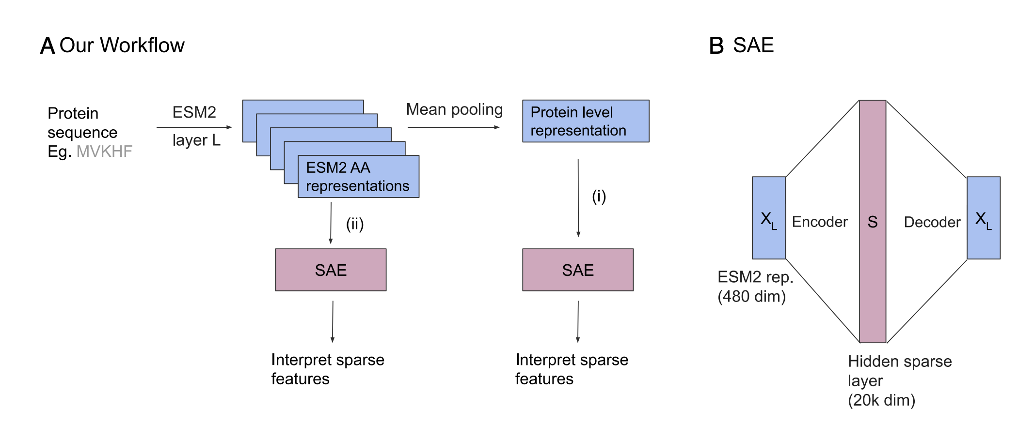 Sparse Autoencoders for Protein LMs